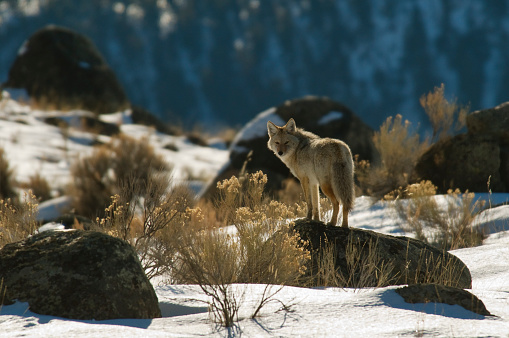 Winter scene with coyote standing on rock near Yellowstone National Park. The animal is looking back at the viewer. Back-lighting helps the animal to stand out from cool blue background. Healthy animal with nice coat and appears well fed.