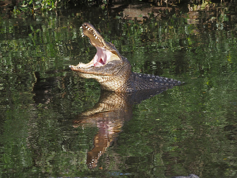 A crocodile partly submerged under water with eyes and nose visible hunting