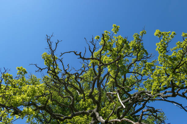 istock Low angle view of tree against clear blue sky 1482049571