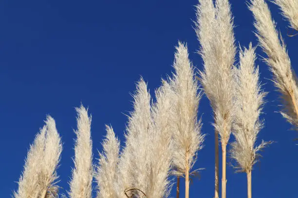 Cortaderia selloana plant with big white feathers and blue sky for copy space close up in garden, a rustic calm nature photo of soft brown dry plants and peaceful blue sky for copyspace