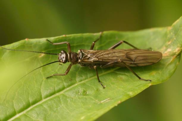 Full body closeup on a spring stonefly, Nemoura cinerea, sitting on a green leaf Natural full body closeup on a spring stonefly, Nemoura cinerea , sitting on a green leaf plecoptera stock pictures, royalty-free photos & images
