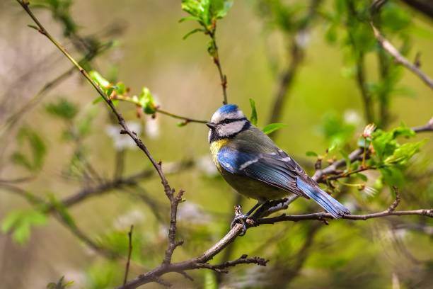 istock Beautiful little bird on a tree branch in the forest. 1482051377