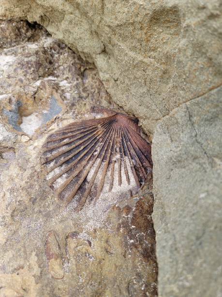 istock Scallop Fossil 1482053800