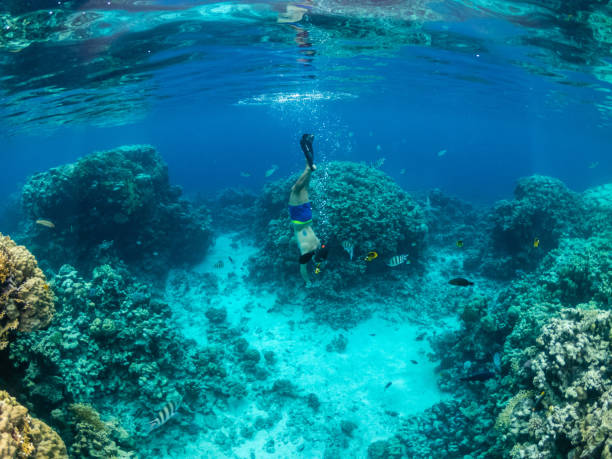 homem jovem mergulha no recife de coral no mar tropical - vitality sea aquatic atoll - fotografias e filmes do acervo