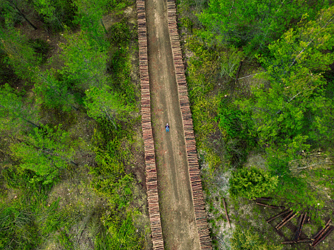 Green forest, pine trees. Cut woods lined up on dirt road. Aerial shot. Backpacker walking on road