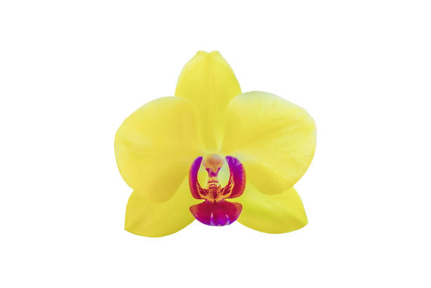 Yellow Lime Light orchid isolated on white background. Close up beauty sunny orchidea Phalaenopsis flower ccut out icon. Beautiful bright blooming orchid plant cutout element for design