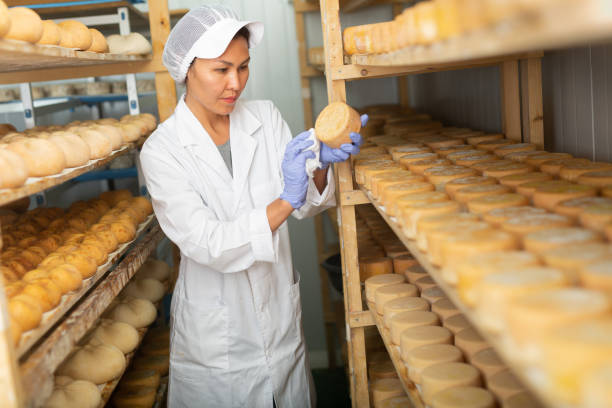 istock Skilled woman controlling maturing process of cheese wheels 1482060021