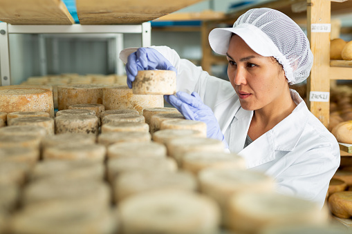Woman checking quality of cheese in cheese dairy. Numbers on white pieces of paper are date when cheese was put into the ripening chamber