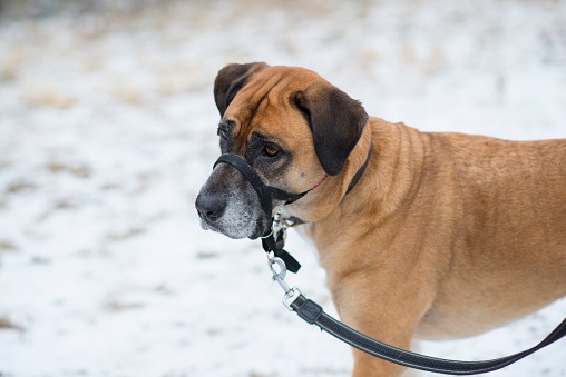 Cute brown and black coloured mixed breed pet dog wearing a muzzle attached to a leash standing in the snow during winter in Canada.