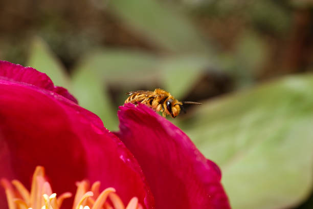 Macro shot of honey bee on flower in pink red tones.