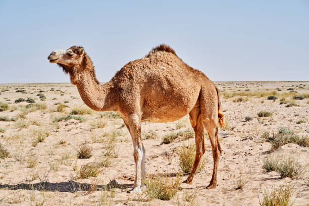 istock Close up of a camel 1482062416