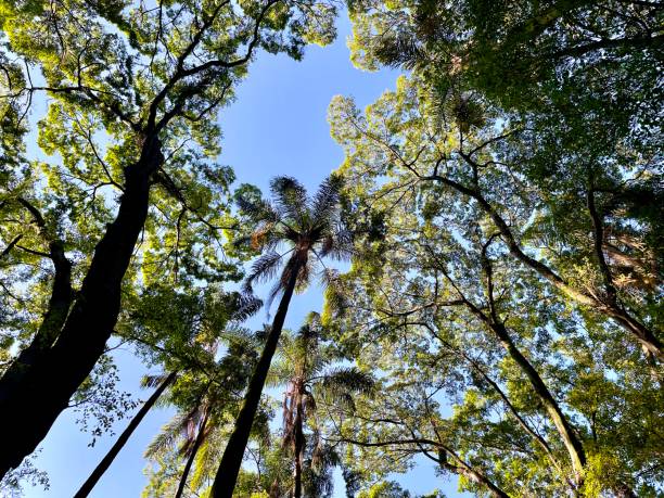 istock Focus on treetops in park on sunny autumn day 1482064270