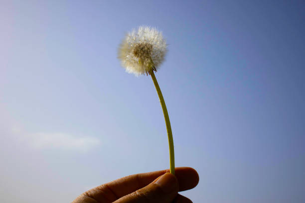 istock Dandelion fluff stretching toward the blue sky Part 2 1482064350