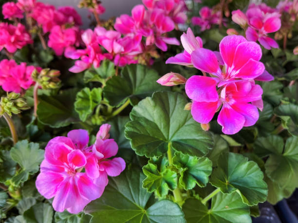 istock Beautiful Geraniums for Sale in Spring 1482065102