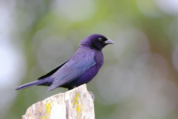 ぼかした背景の下のフェンスに腰掛けた光沢のあるカウバード(molothrus bonariensis) - cowbird ストックフォトと画像