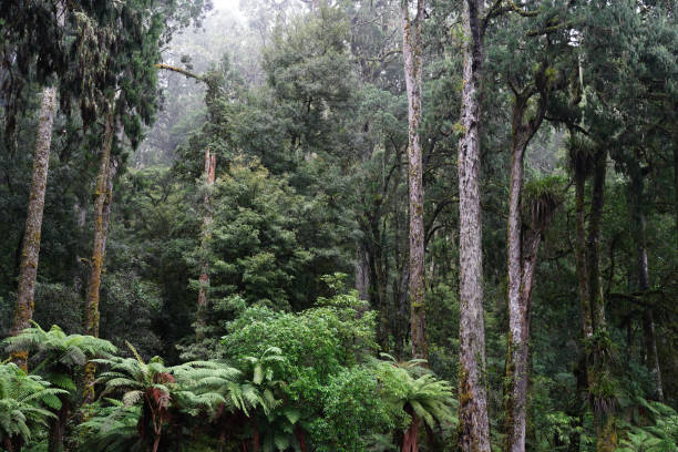 The thick ancient podocarp forest of Whirinaki in the Bay of Plenty region of New Zealand