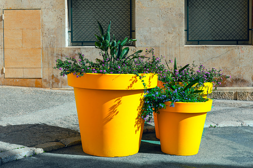 Flowers potted in yellow pots . Large vases with flowers