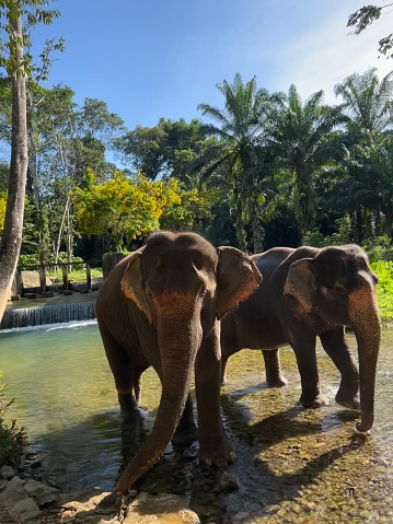 elefants in their habitat