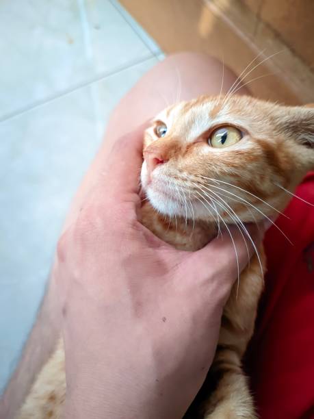 istock closeup a cute orange tabby cat lying on the owner's lap and held by his hand 1482070086