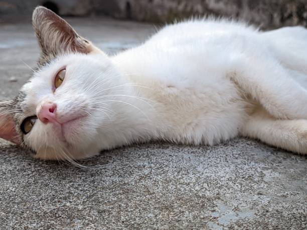 istock closeup a cute white aegean cat lying down on gray textured floor 1482070715