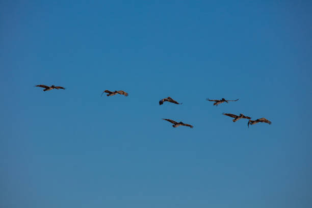 A mesmerizing sight to behold is a group of pelicans flying gracefully over the vast expanse of the ocean, their synchronized movements and effortless gliding creating a stunning display of nature's beauty.