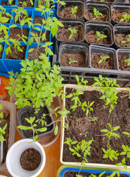 A lot of plastic containers with cells for growing vegetable seedlings for subsequent planting in the open ground or greenhouse