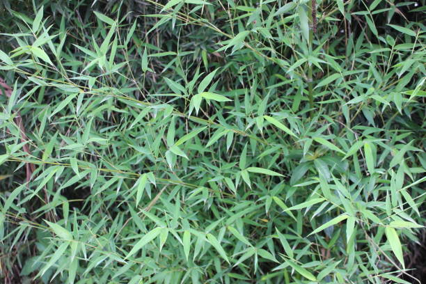 istock Bamboo Green Leaf Nature at Ranca Upas, Ciwidey, West Java, Indonesia 1482075442