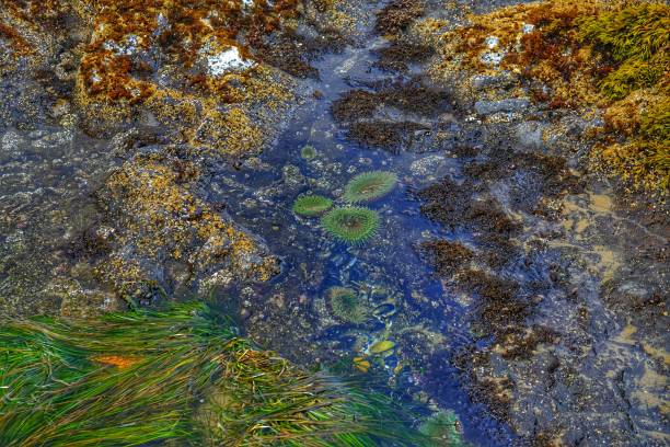 istock Tide pool in Strawberry Hill State Park, Oregon 1482076894
