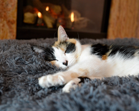 A cat sleeping by the fireplace.