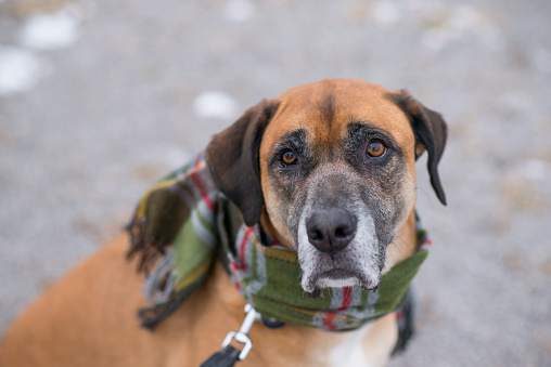 Portrait of a cute brown and white coloured pet dog with a green striped scarf and leash sitting on snowy concrete during the winter season. The dog is of senior age and was adopted from an animal shelter.