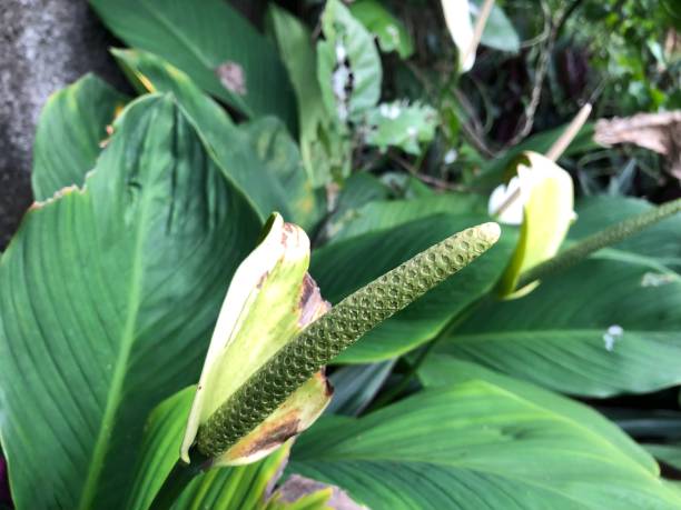 istock nature green plant 1482083413