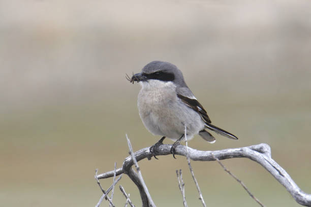 istock Loggerhead Shrike (lanius ludovicianus) with it's an insect in it's beak 1482085501