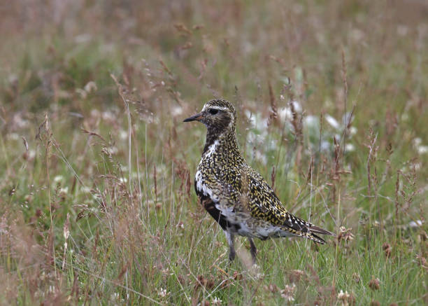 istock European Golden-Plover (pluvialis apricaria) standing in meadow 1482085534