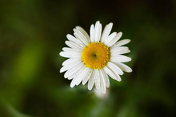 Margherita - foto stock