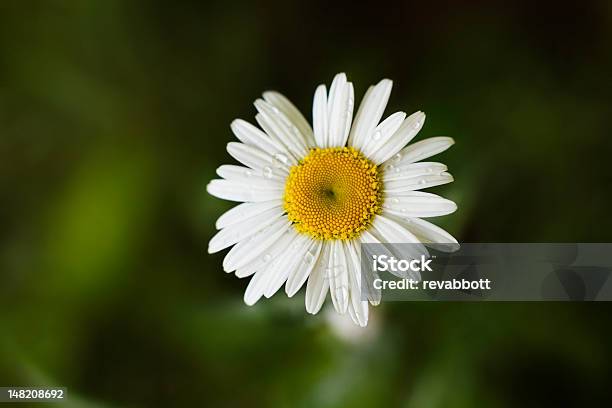 Margherita - Fotografie stock e altre immagini di Bellezza - Bellezza, Bellezza naturale, Bocciolo