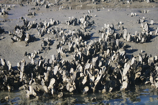 Clusters of muddy oysters exposed by low tide in a salt marsh in South Carolina.