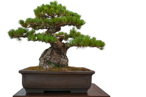 Old white isolated pine (Pinus parviflora) as bonsai tree in a pot