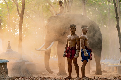 Moment of a two male muay thai practitioner demonstrating muaythai techniques and skill during sunset moments with a child mahout and an elephant at the background