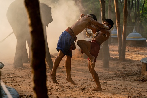 Moment of a two male muay thai boxers practising muaythai techniques and skill with each other during sunset moments with an elephant at the background