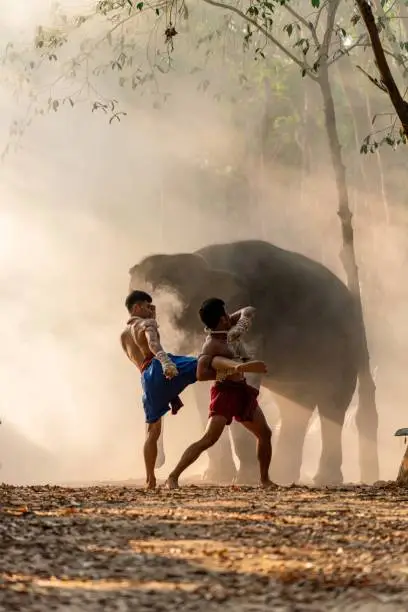 Moment of a two male muay thai boxers practising muaythai techniques and skill with each other during sunset moments with an elephant at the background