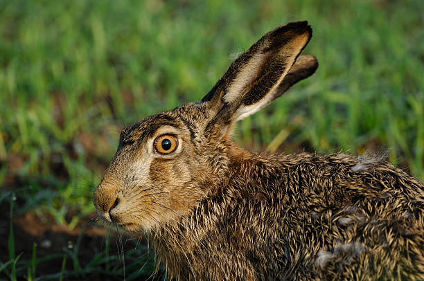 europäische hare europaeus lepus - hase wildfleisch stock-fotos und bilder