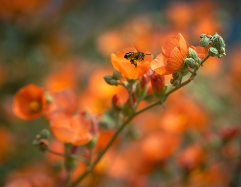 Apricot globe mallow and honeybee - sonoran desert wildflowers