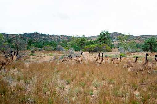 Emu Family in the Wild - Australia