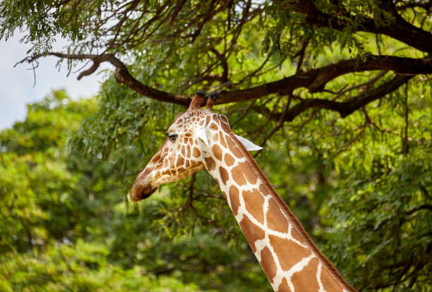istock A Giraffe in a Natural Habitat Style Zoo 1482098997