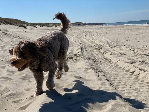 un joli chien brun court vers nous à travers la plage de sable - sandy brown bay beach sand photos et images de collection