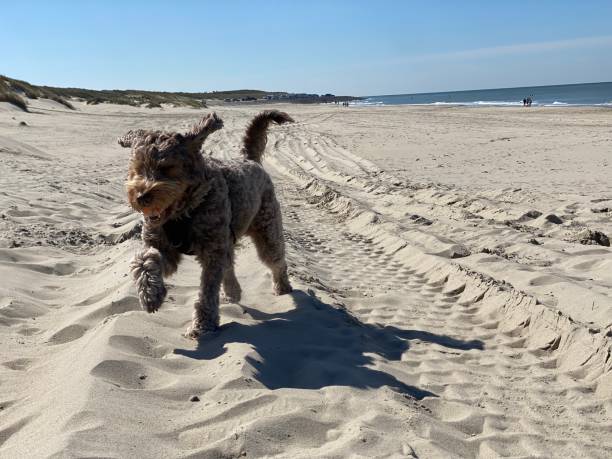 cão marrom bonito está correndo em nossa direção através da praia de areia - sandy brown bay beach sand - fotografias e filmes do acervo