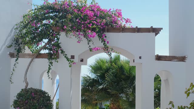 Red crimson bougainvillea flowers in bloom or bloom, white wall, tiled house roof.Tropical exotic flora, palm trees and blue sky.