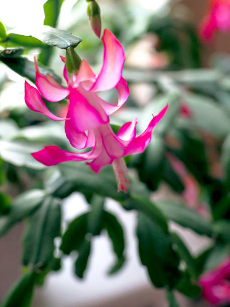 istock delicate fresh flower of a Christmas cactus 1482113247