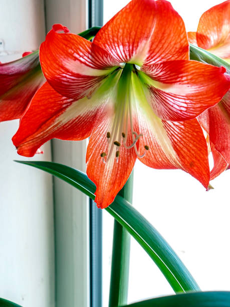 istock big red delicate beautiful amaryllis flower, macro 1482113252