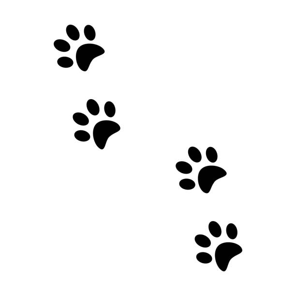 istock Pads of cat paws. Kitty paw prints. Pets and wild animals. Simple black and white vector isolated on white background 1482113500